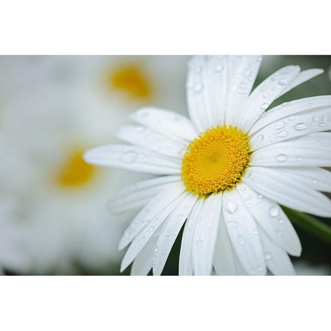 Canada Close-up of dew on common daisy Black Modern Wood Framed Art Print by Jaynes Gallery