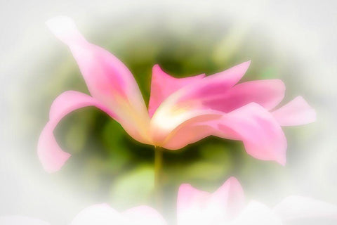 Abstract of pink flower petals Black Ornate Wood Framed Art Print with Double Matting by Jaynes Gallery
