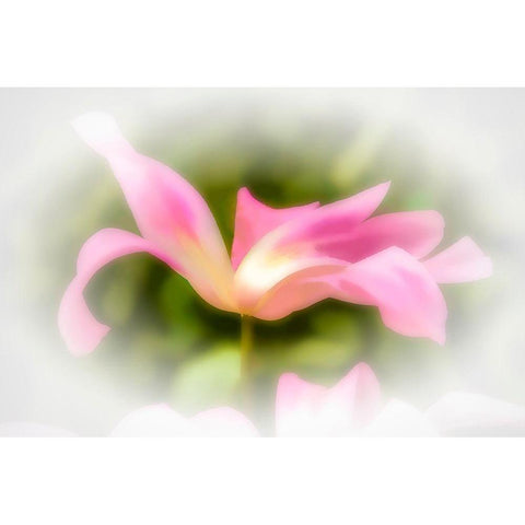Abstract of pink flower petals White Modern Wood Framed Art Print by Jaynes Gallery