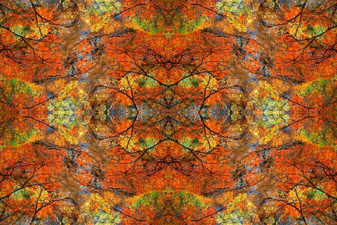 Autumn tree abstract White Modern Wood Framed Art Print with Double Matting by Jaynes Gallery