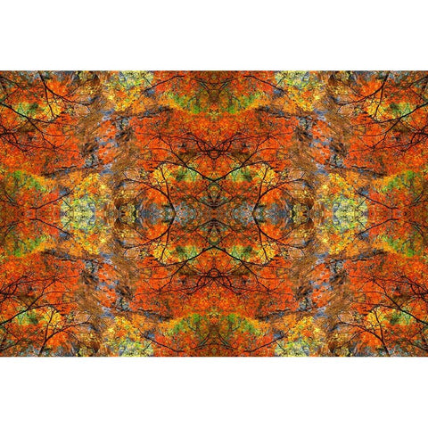 Autumn tree abstract Black Modern Wood Framed Art Print by Jaynes Gallery