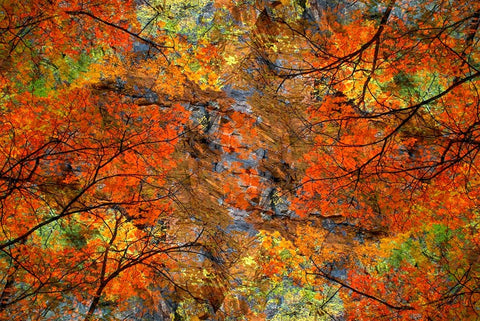 Autumn tree abstract Black Ornate Wood Framed Art Print with Double Matting by Jaynes Gallery