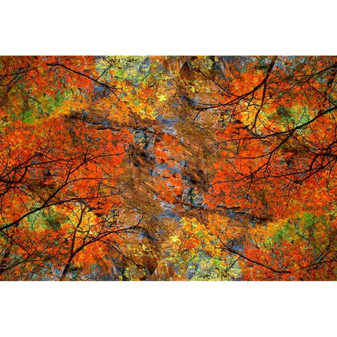 Autumn tree abstract Black Modern Wood Framed Art Print by Jaynes Gallery