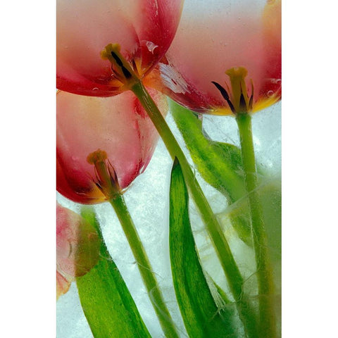 Tulips in ice White Modern Wood Framed Art Print by Jaynes Gallery