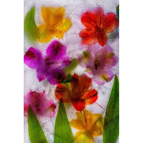 Alstroemeria flowers in ice Black Modern Wood Framed Art Print with Double Matting by Jaynes Gallery