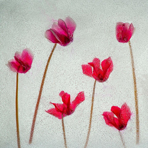 Cyclamen flowers in ice White Modern Wood Framed Art Print by Jaynes Gallery