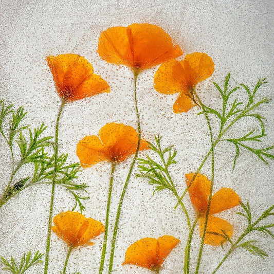 Image Only
