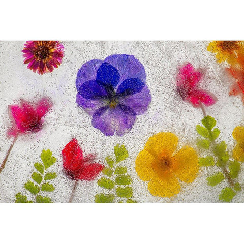 Mixed flowers in ice Black Modern Wood Framed Art Print by Jaynes Gallery