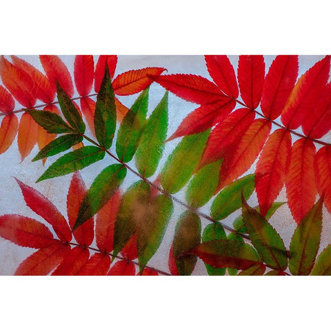 Red and green leaves in ice Black Modern Wood Framed Art Print with Double Matting by Jaynes Gallery
