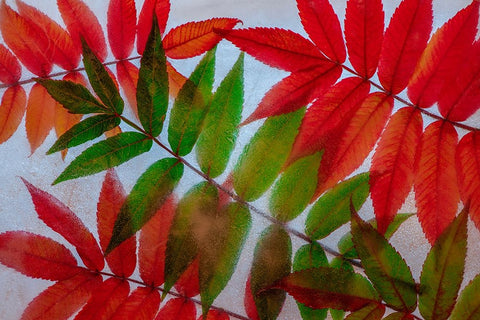 Red and green leaves in ice White Modern Wood Framed Art Print with Double Matting by Jaynes Gallery