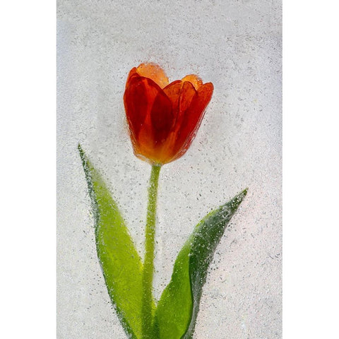 Tulip in ice White Modern Wood Framed Art Print by Jaynes Gallery