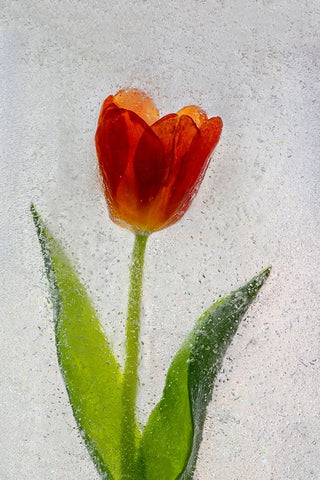 Tulip in ice Black Ornate Wood Framed Art Print with Double Matting by Jaynes Gallery