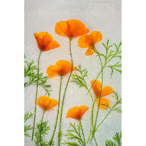 California poppies in ice Black Modern Wood Framed Art Print with Double Matting by Jaynes Gallery