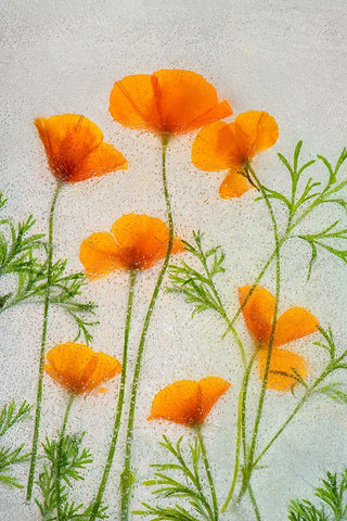 California poppies in ice Black Ornate Wood Framed Art Print with Double Matting by Jaynes Gallery