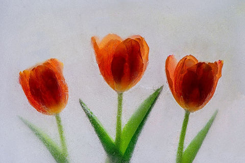 Tulip in ice White Modern Wood Framed Art Print with Double Matting by Jaynes Gallery