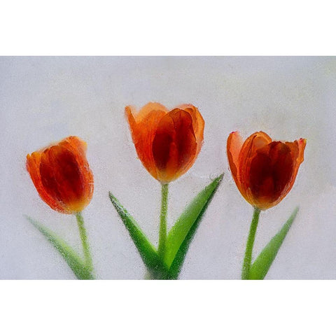 Tulip in ice Black Modern Wood Framed Art Print with Double Matting by Jaynes Gallery