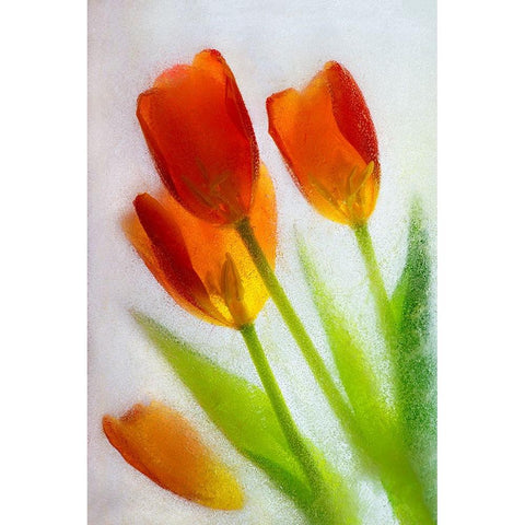 Tulip in ice White Modern Wood Framed Art Print by Jaynes Gallery