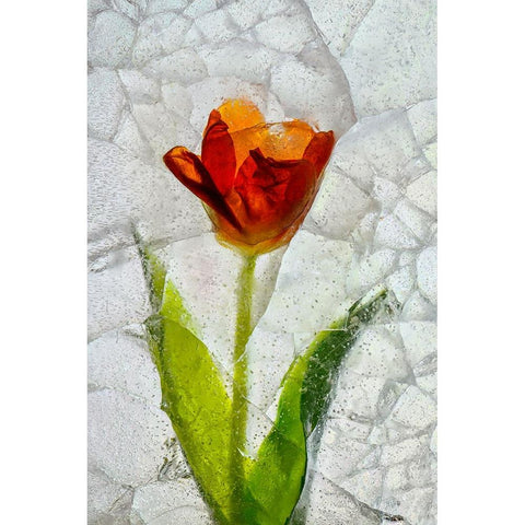 Tulip in ice Black Modern Wood Framed Art Print with Double Matting by Jaynes Gallery