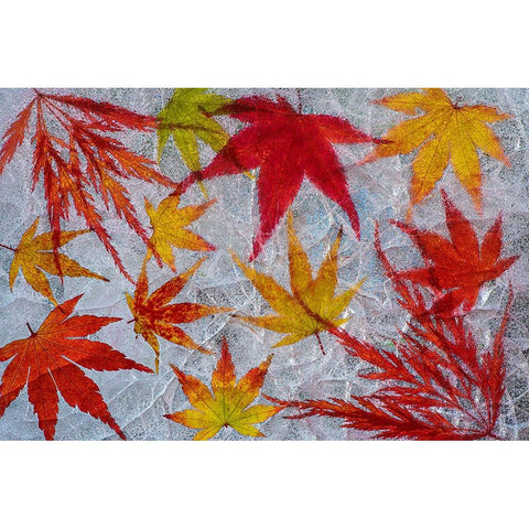 Fall maple leaves in ice Black Modern Wood Framed Art Print with Double Matting by Jaynes Gallery