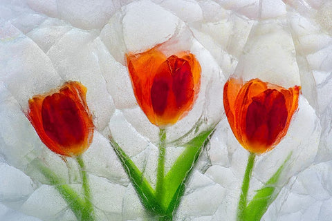Tulip in ice White Modern Wood Framed Art Print with Double Matting by Jaynes Gallery
