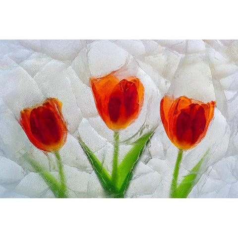 Tulip in ice Black Modern Wood Framed Art Print by Jaynes Gallery