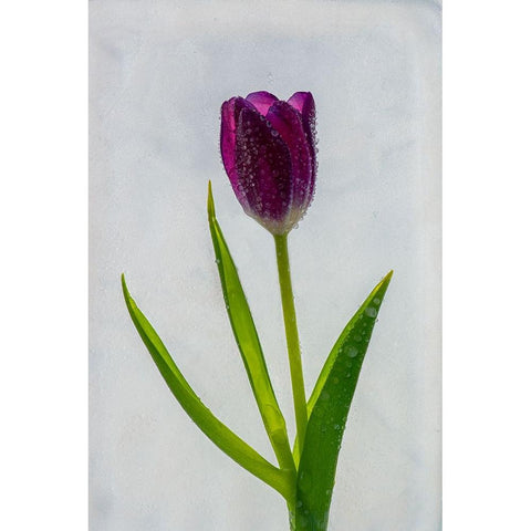 Tulip in ice Black Modern Wood Framed Art Print by Jaynes Gallery
