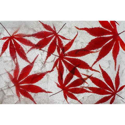 Fall maple leaves in ice Gold Ornate Wood Framed Art Print with Double Matting by Jaynes Gallery