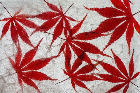 Fall maple leaves in ice White Modern Wood Framed Art Print with Double Matting by Jaynes Gallery