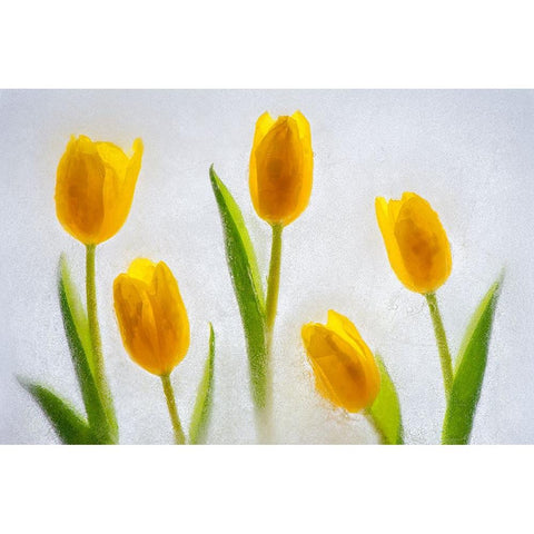 Tulips in ice Black Modern Wood Framed Art Print with Double Matting by Jaynes Gallery