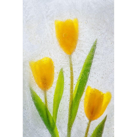 Tulips in ice White Modern Wood Framed Art Print by Jaynes Gallery