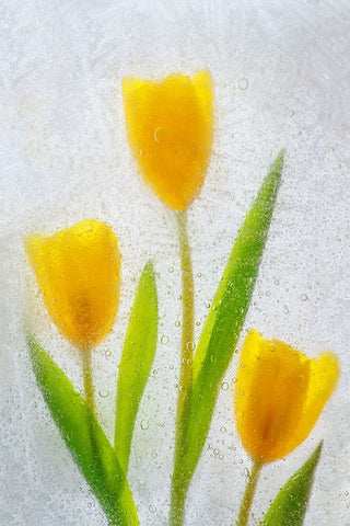 Tulips in ice White Modern Wood Framed Art Print with Double Matting by Jaynes Gallery