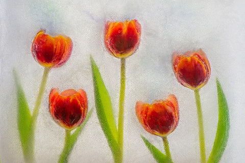 Tulip in ice Black Ornate Wood Framed Art Print with Double Matting by Jaynes Gallery