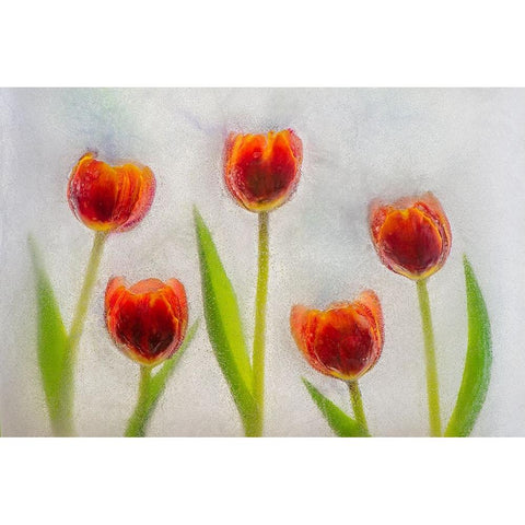 Tulip in ice White Modern Wood Framed Art Print by Jaynes Gallery