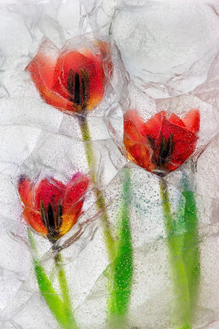 Tulips in ice Black Ornate Wood Framed Art Print with Double Matting by Jaynes Gallery