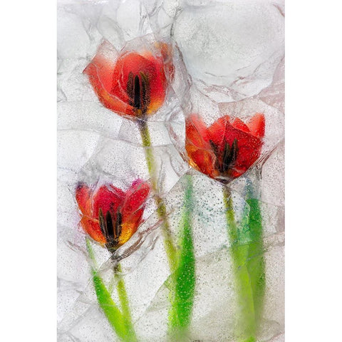 Tulips in ice Black Modern Wood Framed Art Print by Jaynes Gallery