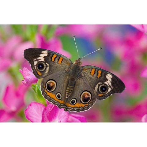 Buckeye Butterfly on pink flower Sammamish-Washington State Black Modern Wood Framed Art Print by Gulin, Darrell