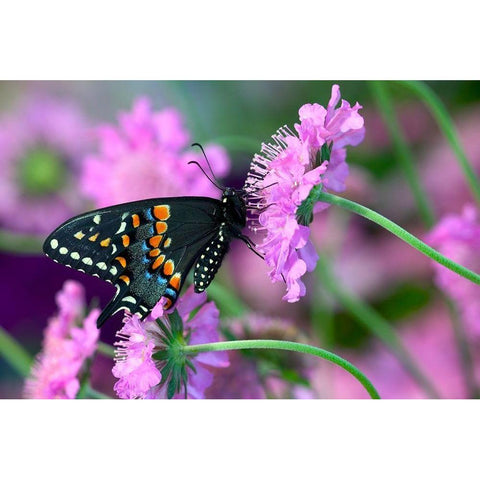 Black Swallowtail butterfly on Pincushion perennial flower Sammamish-Washington State White Modern Wood Framed Art Print by Gulin, Darrell