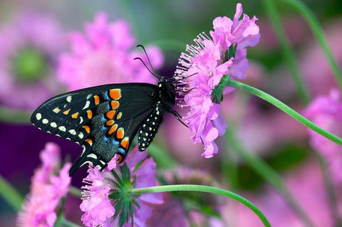 Black Swallowtail butterfly on Pincushion perennial flower Sammamish-Washington State White Modern Wood Framed Art Print with Double Matting by Gulin, Darrell