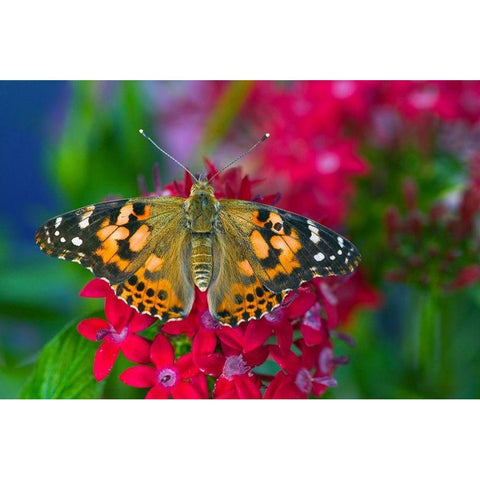 American Painted Lady butterfly on Penta-a subtropical plant that butterflies love to feed on Black Modern Wood Framed Art Print by Gulin, Darrell