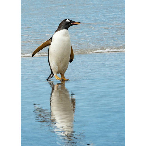 Antarctic-gentoo-penguin White Modern Wood Framed Art Print by Theodore, George