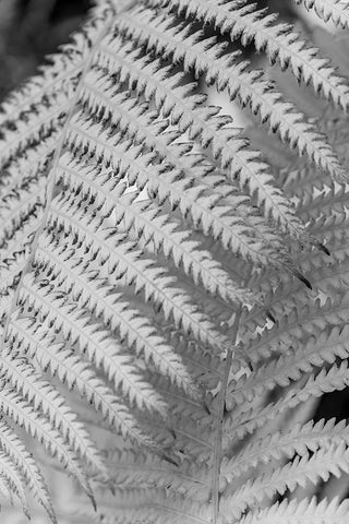Fern. Black Ornate Wood Framed Art Print with Double Matting by Muir, Janet
