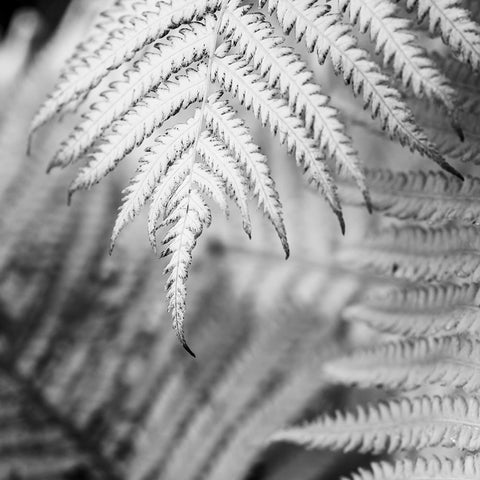 Fern. Black Ornate Wood Framed Art Print with Double Matting by Muir, Janet