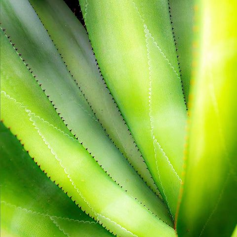 Close-up of vibrant agave leaves. Black Modern Wood Framed Art Print by Muir, Janet