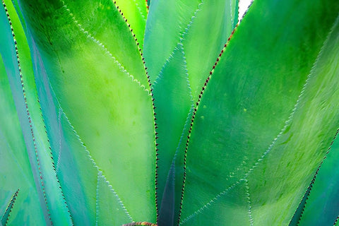 Close-up of vibrant agave leaves Black Ornate Wood Framed Art Print with Double Matting by Muir, Janet