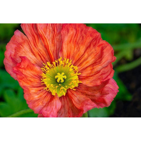 Orange poppy Black Modern Wood Framed Art Print by Engelbrecht, Jim