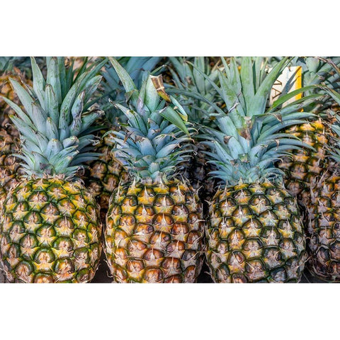 Sugarloaf pineapple Black Modern Wood Framed Art Print with Double Matting by Engelbrecht, Jim