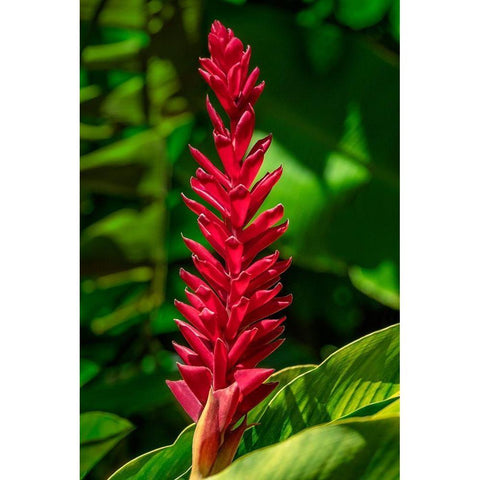Alpinia purpurata Black Modern Wood Framed Art Print by Engelbrecht, Jim