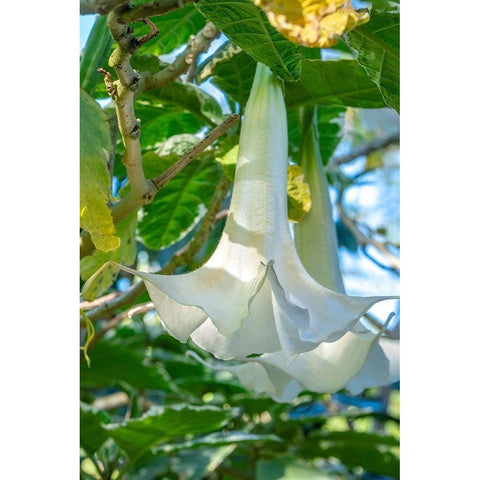 Angels Trumpet Black Modern Wood Framed Art Print with Double Matting by Engelbrecht, Jim