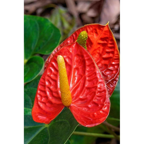 Anthurium Black Modern Wood Framed Art Print by Engelbrecht, Jim
