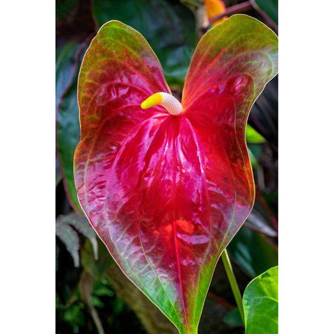 Anthurium Gold Ornate Wood Framed Art Print with Double Matting by Engelbrecht, Jim